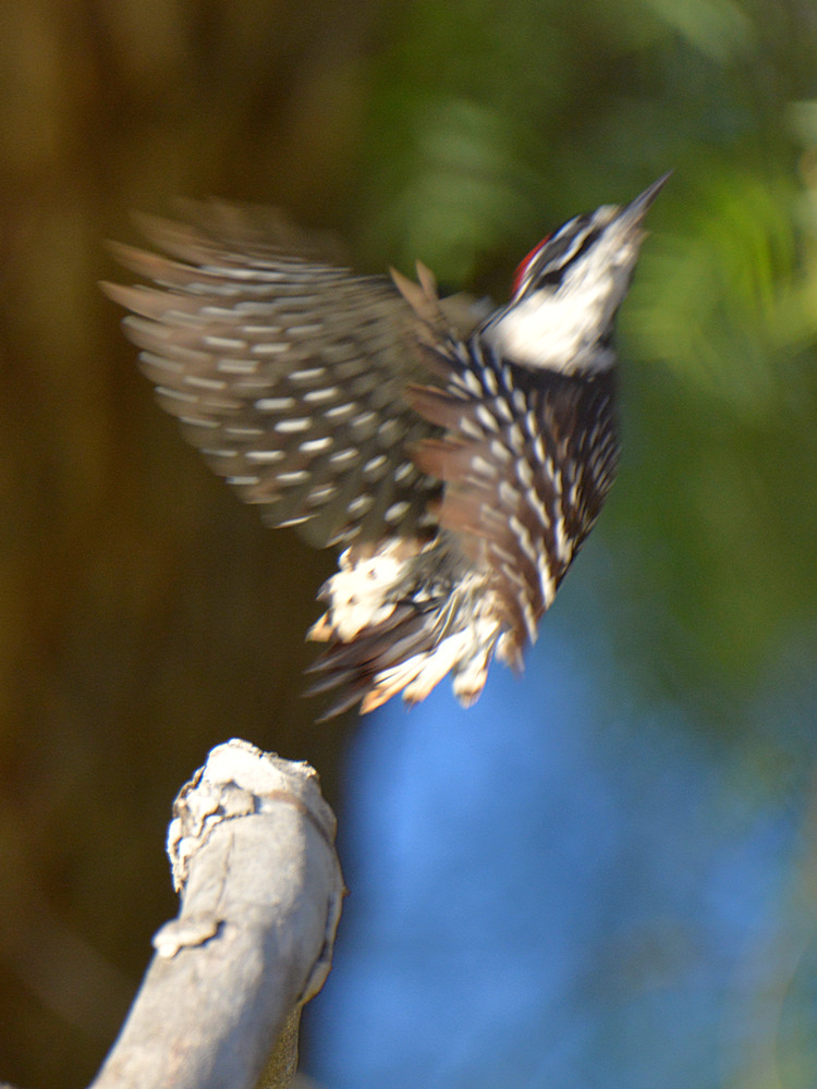 RedWoodpecker8.jpg