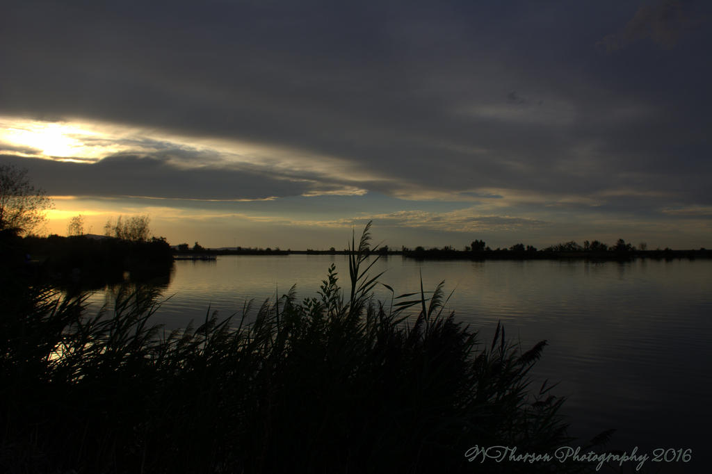 Reeds by the Lake #2 8-17-2016.jpg