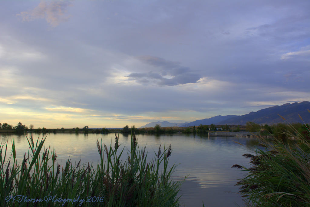 Reeds by the Lake #3 8-17-2016.jpg