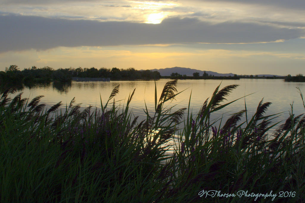 Reeds by the Lake 8-17-2016.jpg