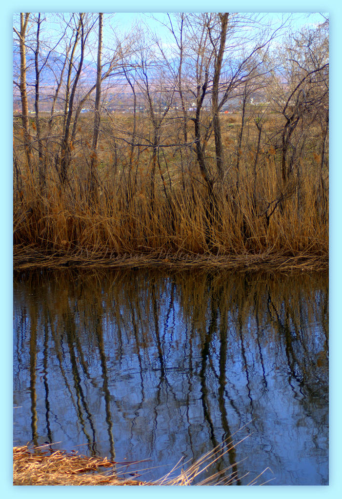 Reflection in the Pond  3-16-2016.jpg