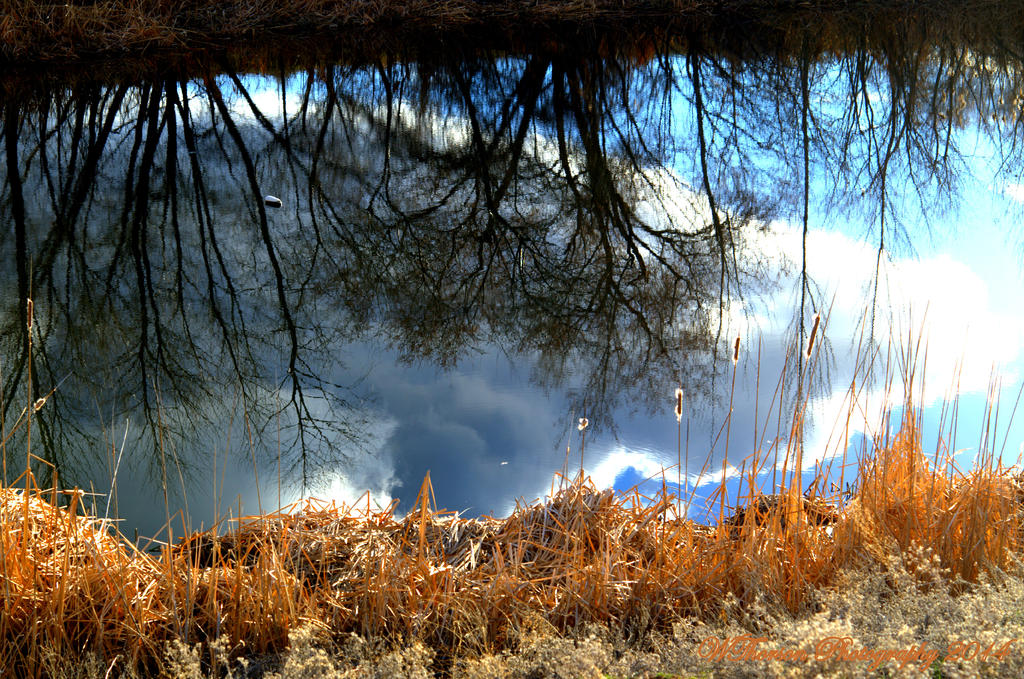 Reflection of cloud in pond.jpg