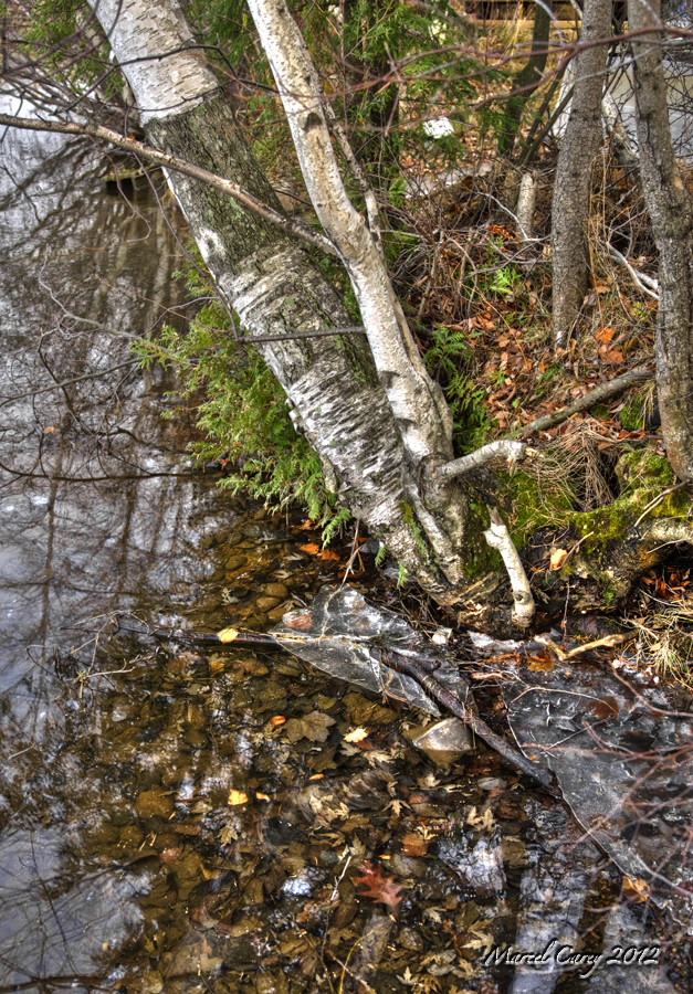 reflection on winter.jpg