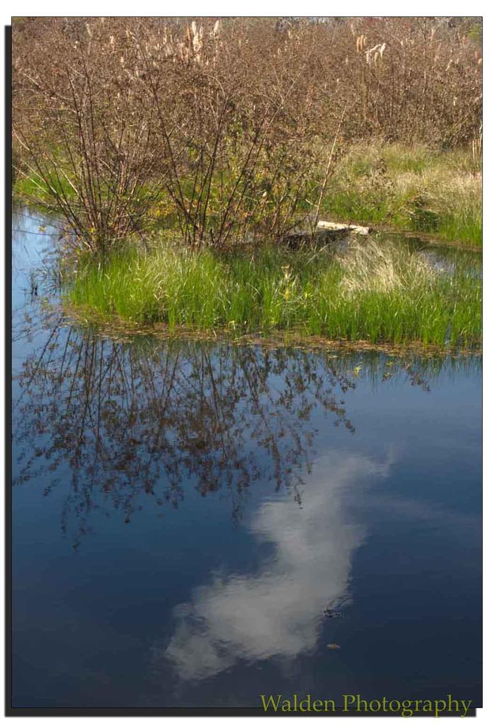 Reflections 2.jpg