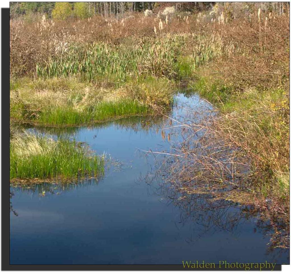 Reflections 3.jpg