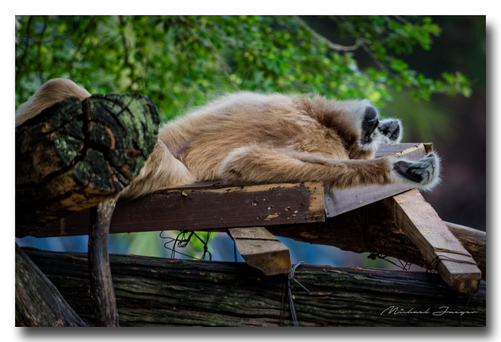 relaxing-zoo.jpg