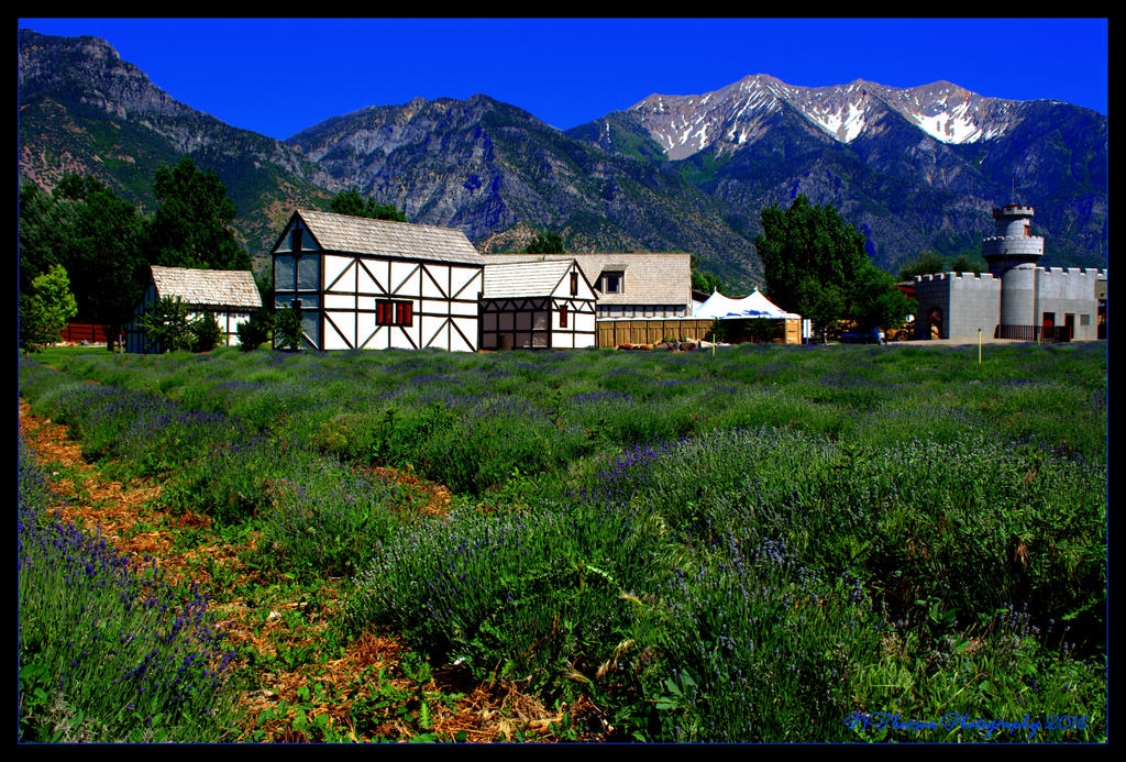 Renessance Lavender Field 6-17-2016.jpg