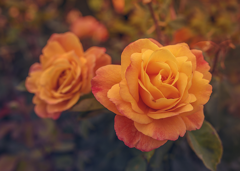 Revenge of Flower Power.jpg