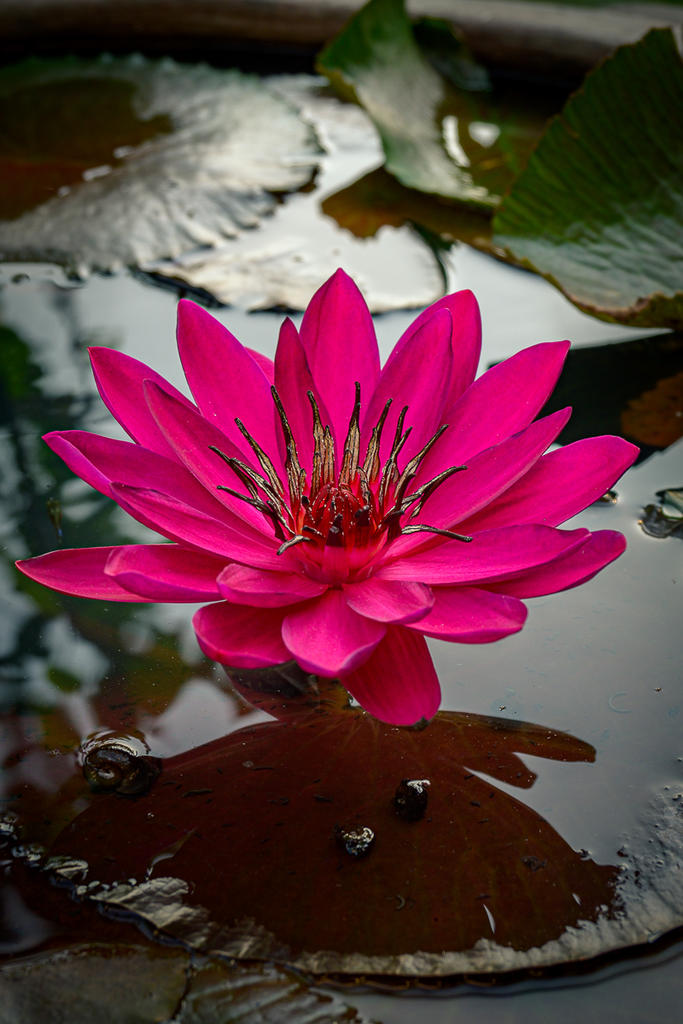 rflower-1.jpg