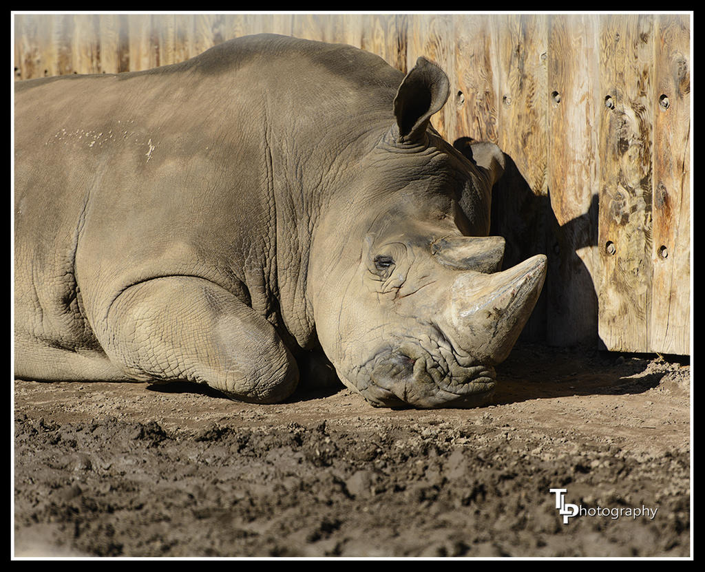 Rhino 1.jpg