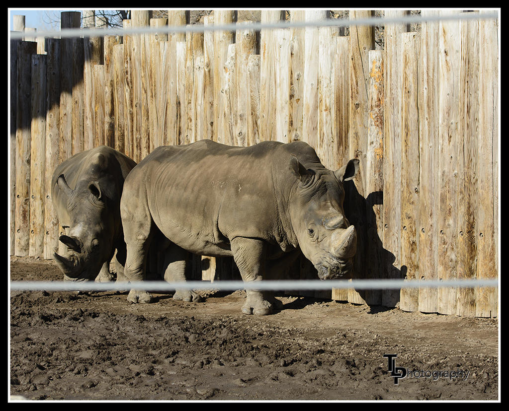 Rhino 2 .jpg