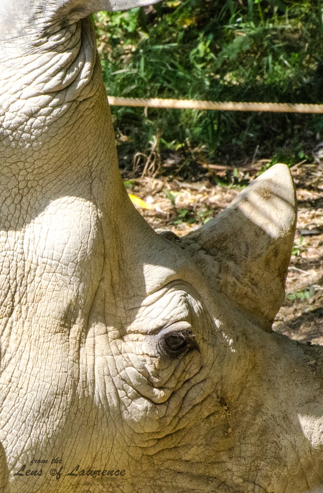 Rhino eye LOL.jpg