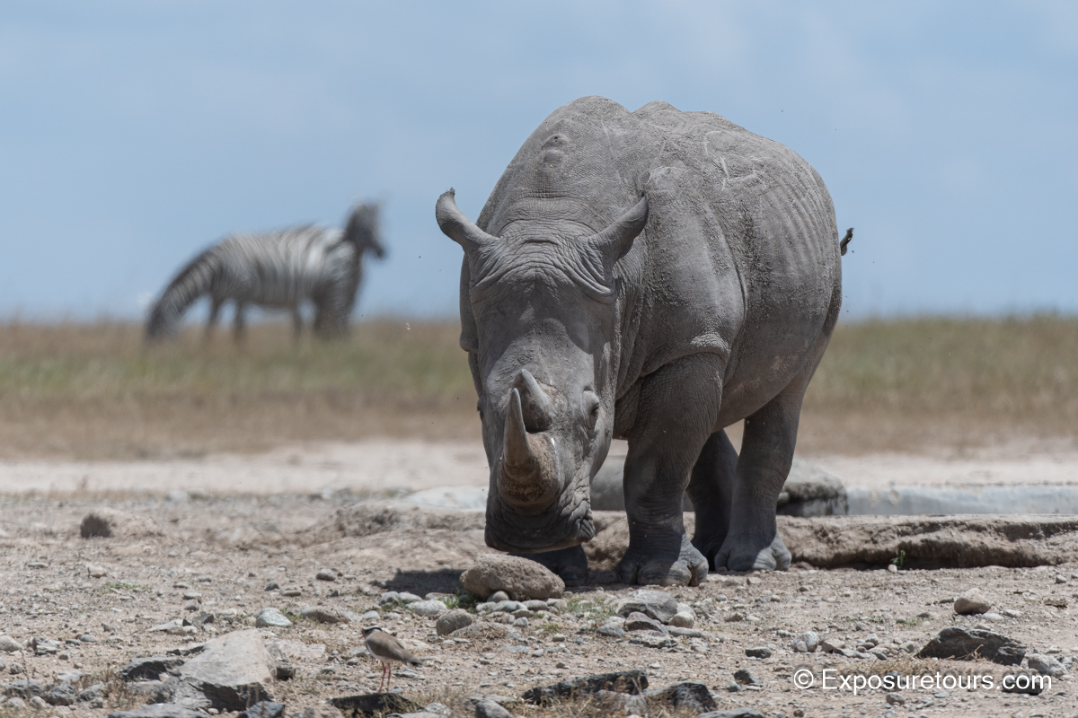 rhino photosafari.JPG