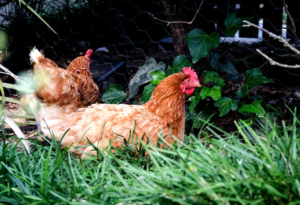 Rhode Island Red 2.jpg