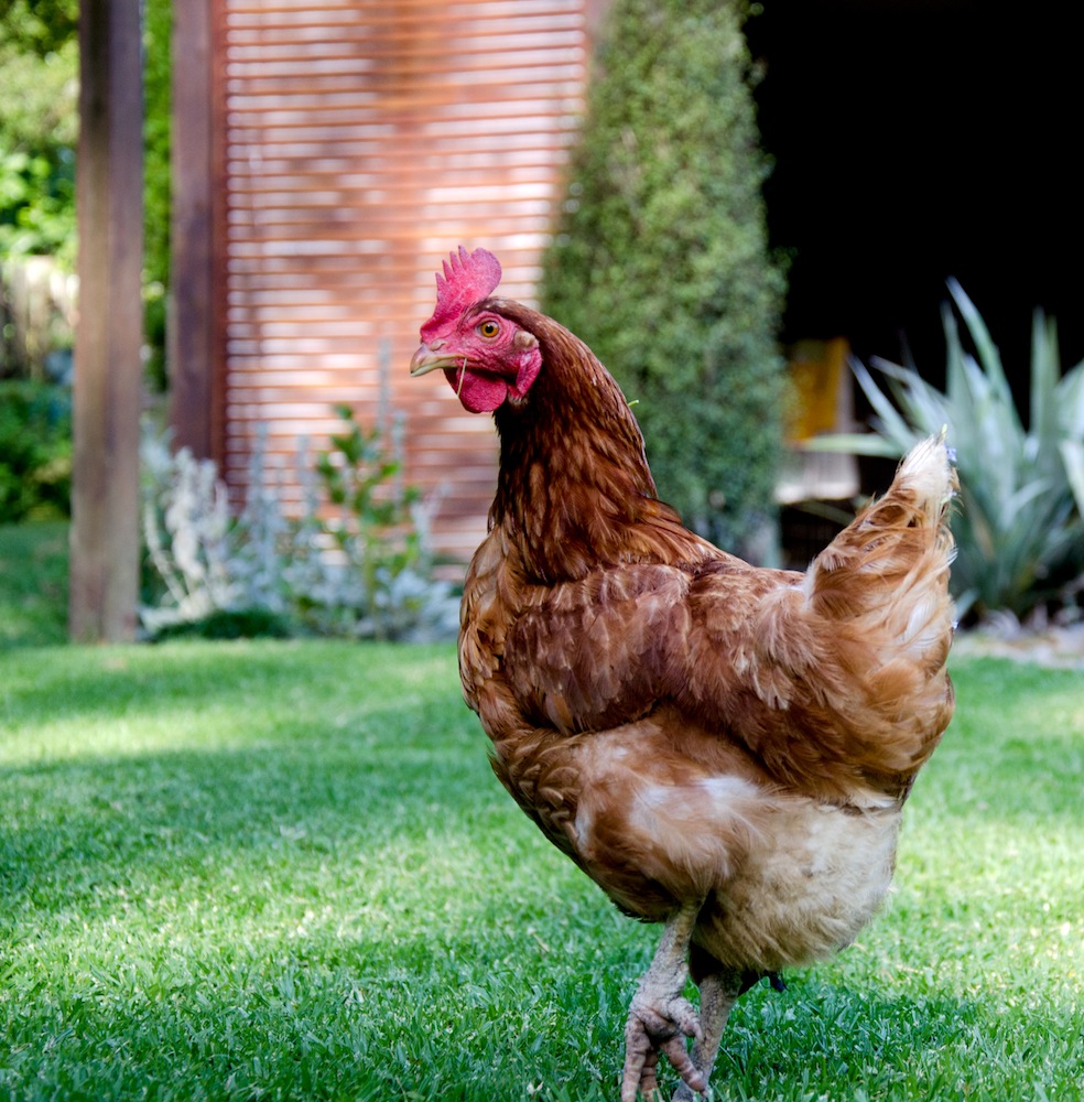 Rhode Island Red.jpg