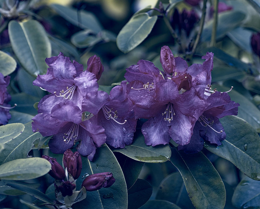 rhododendron.jpg