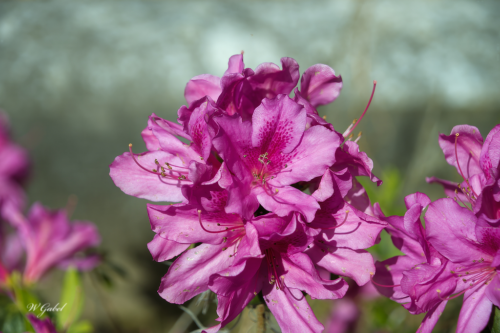 rhododendron sm.jpg