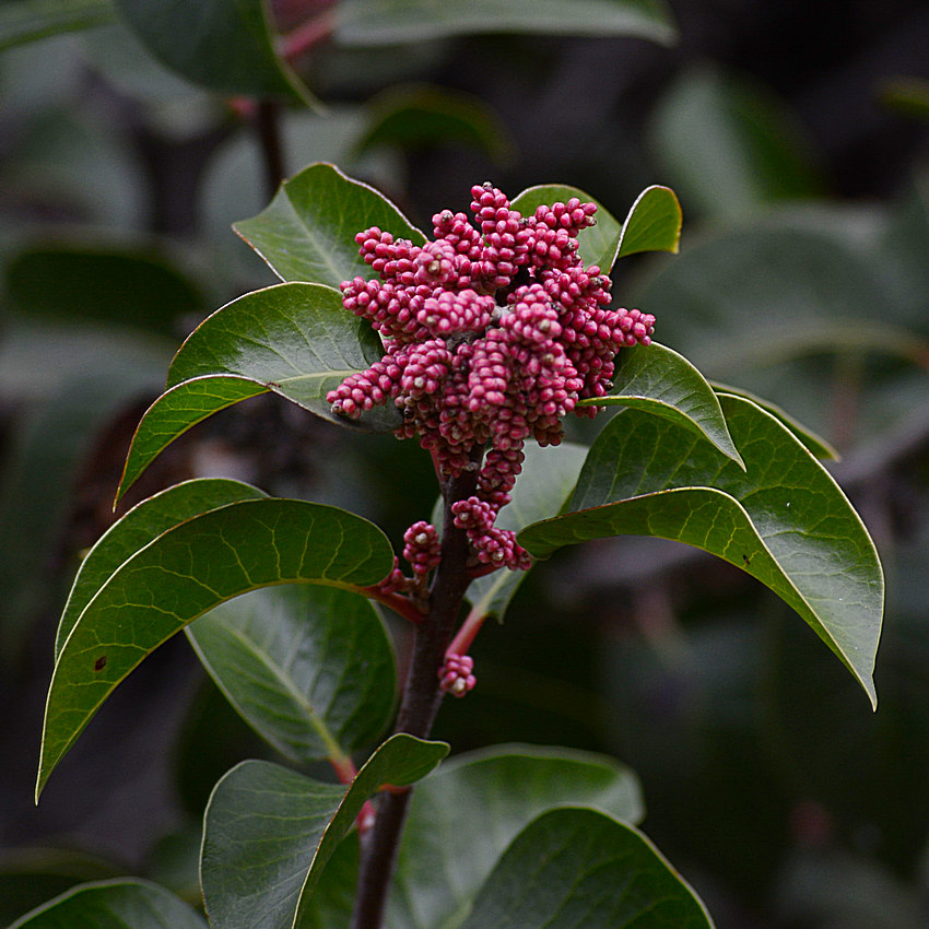 Rhus.jpg