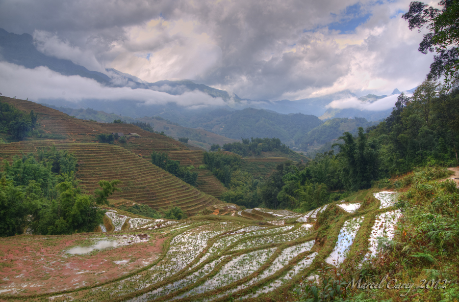 rice fields.jpg
