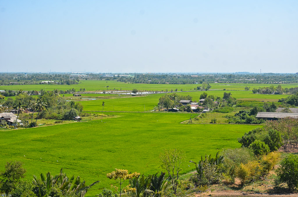 ricefield-1.jpg