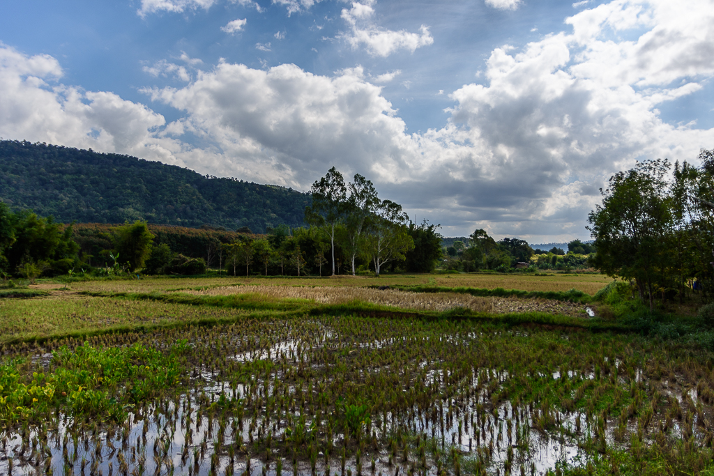 ricefields-1.jpg