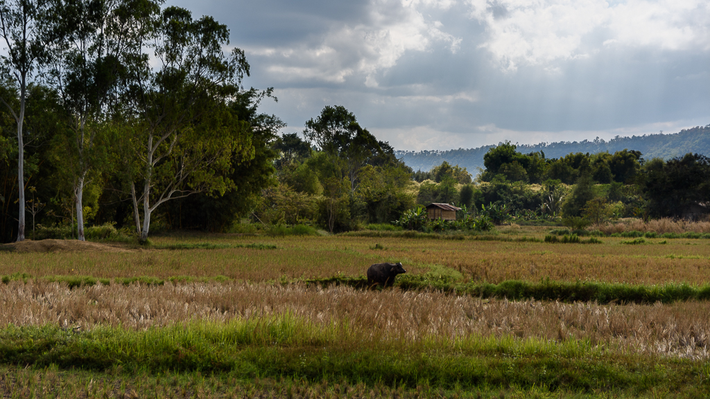ricefields-4.jpg