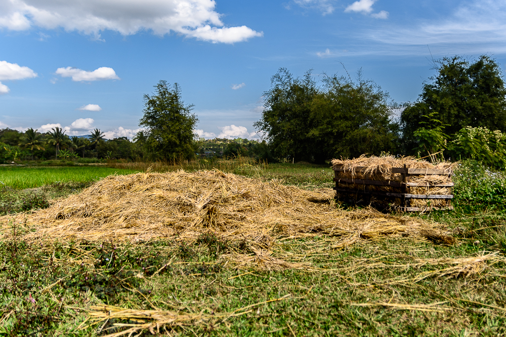 ricefields-5.jpg