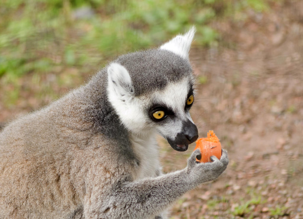 Ring-tailed Lemur 1.jpg