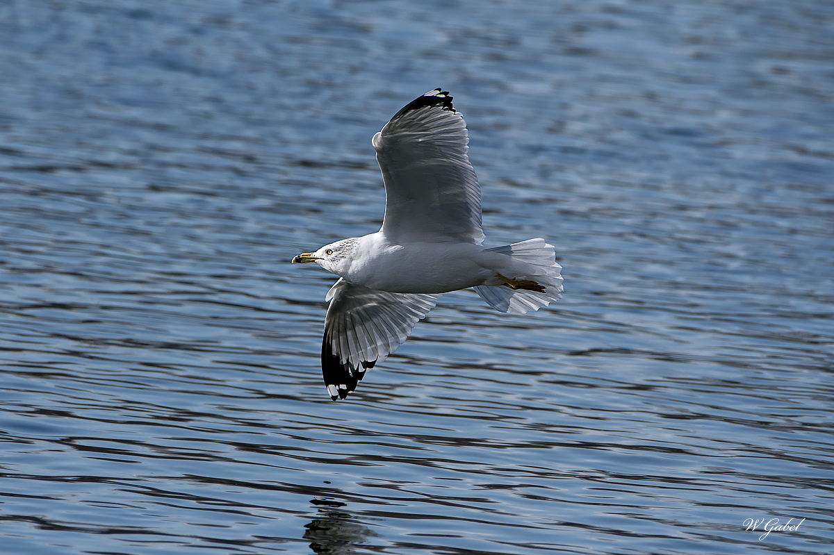 Ringbillgull2 sm.jpg