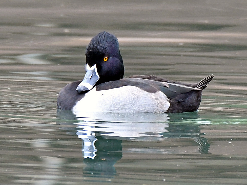 RingNeck.jpg