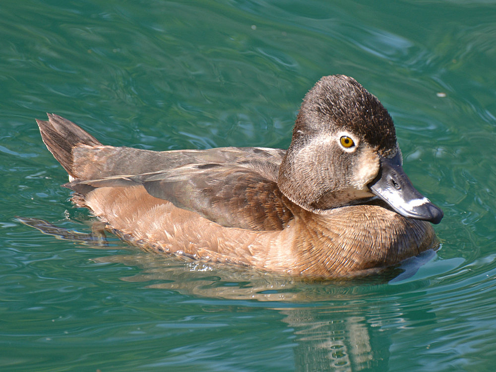 RingNeck3.jpg