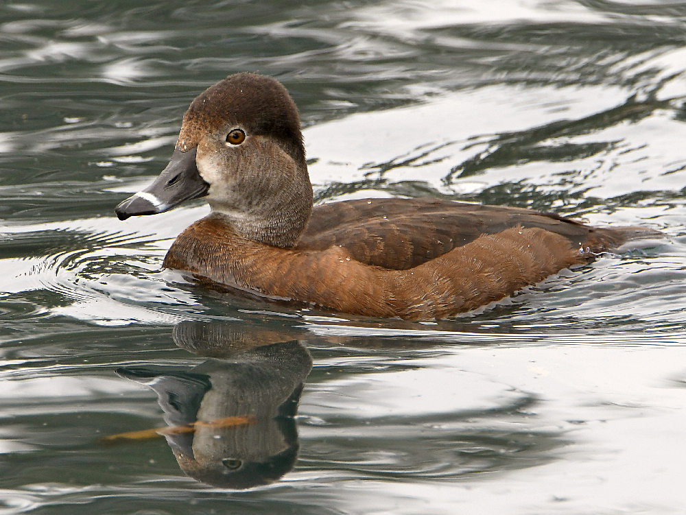 Ringneck3.jpg