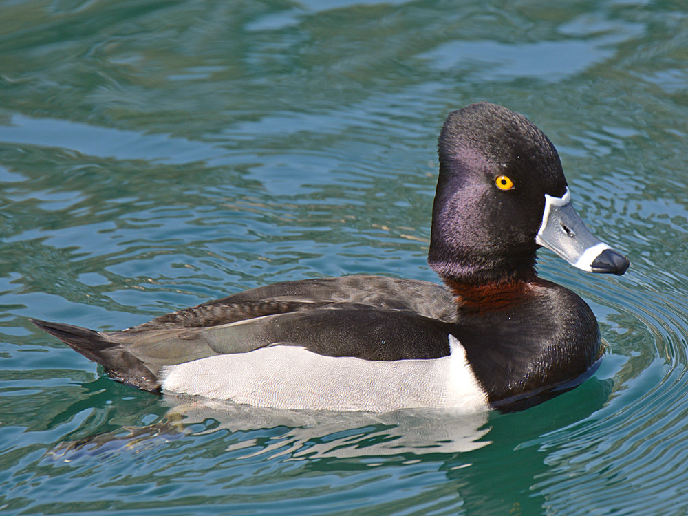 RingNeck5.jpg