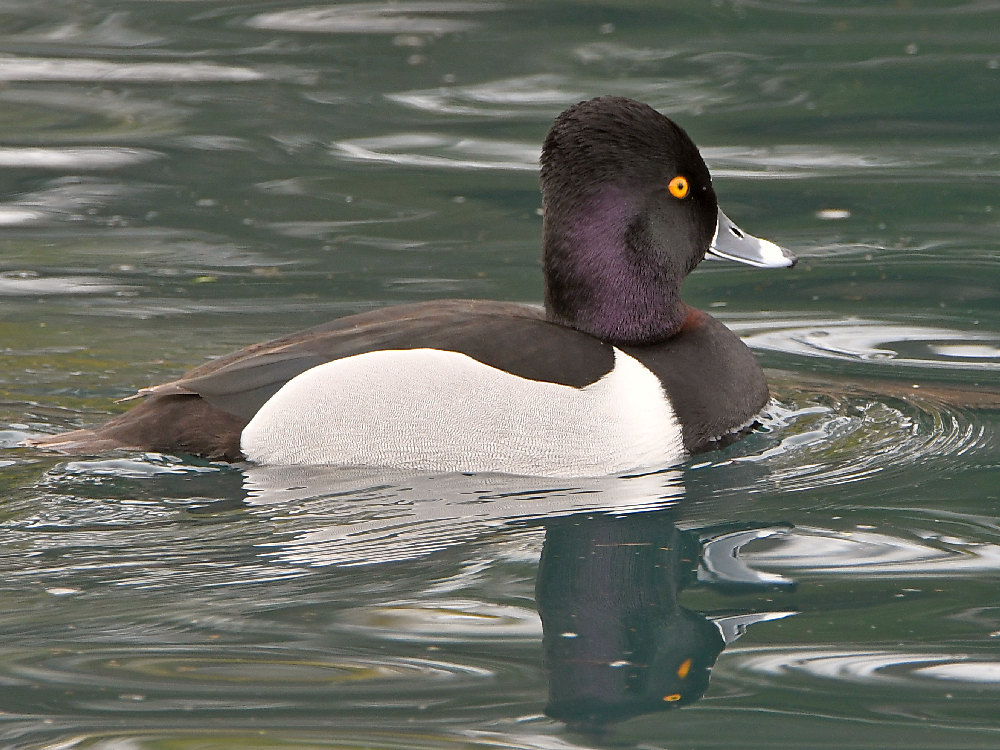Ringneck5.jpg