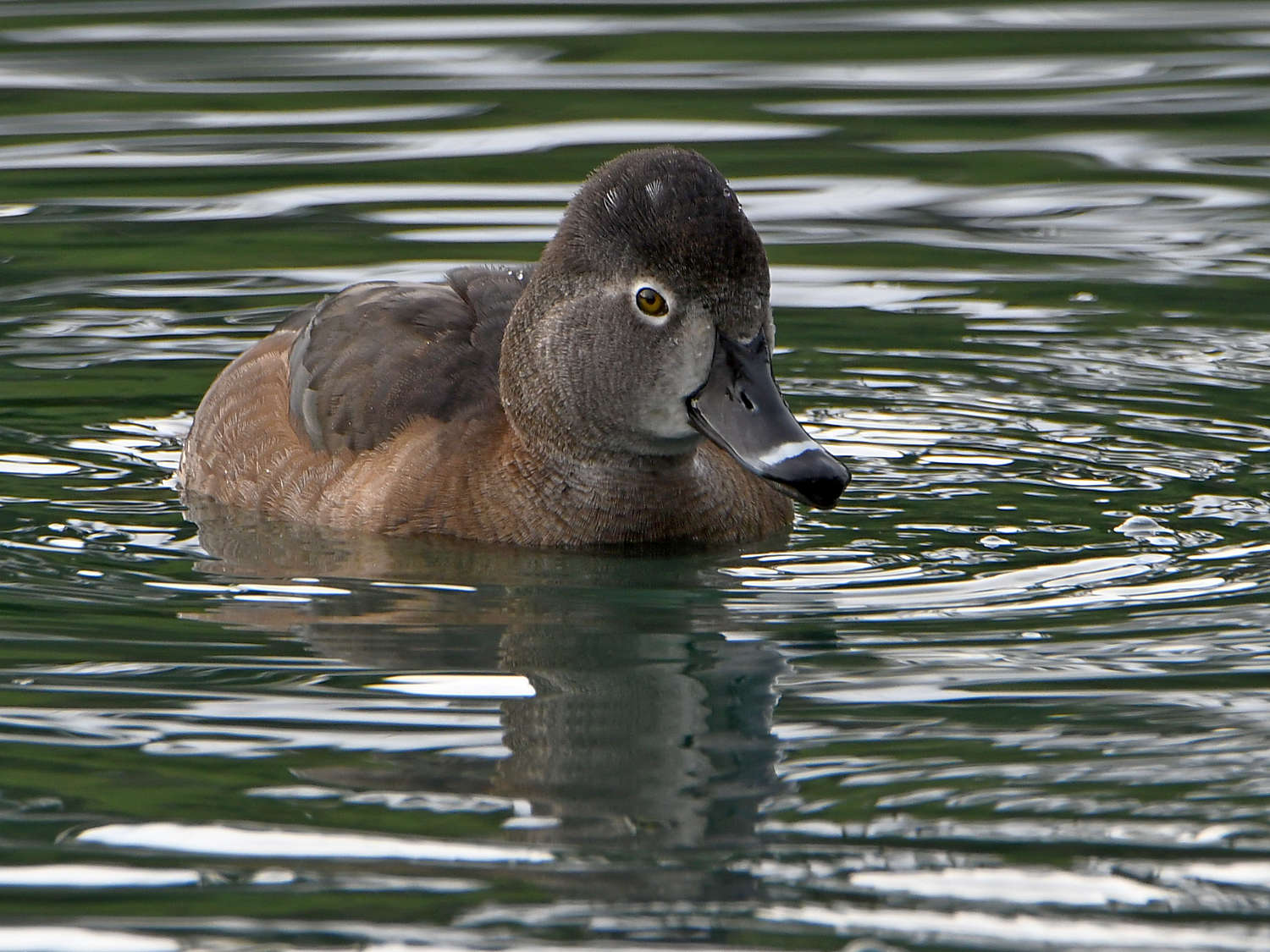 RingNeck5.jpg