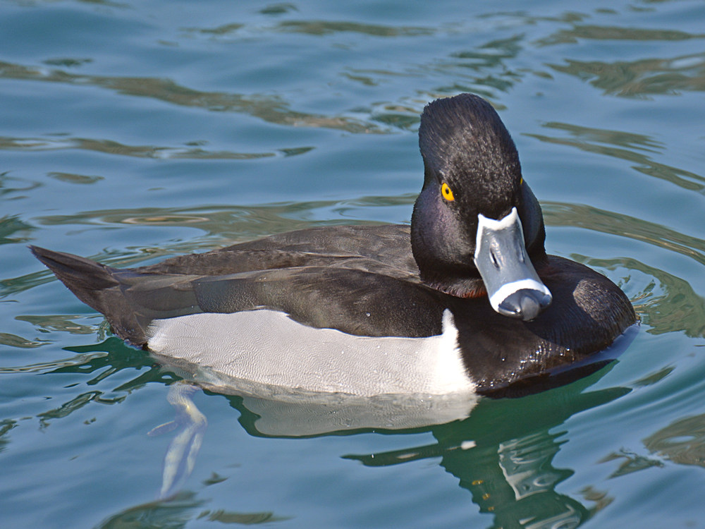 RingNeck6.jpg