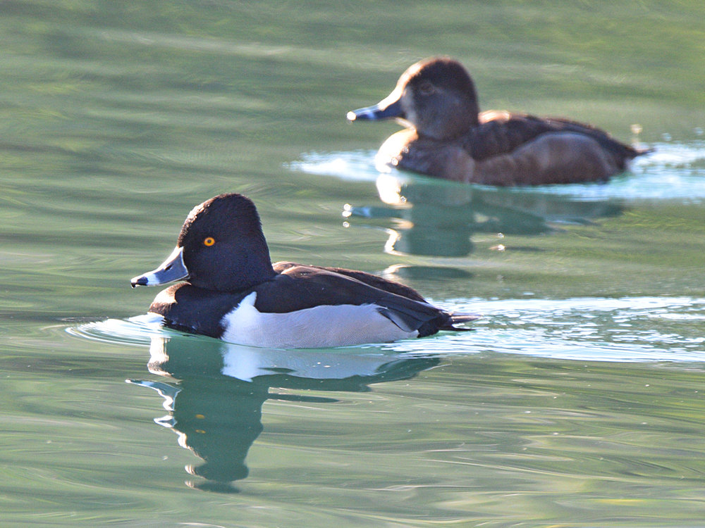 RingNeckDuck.jpg