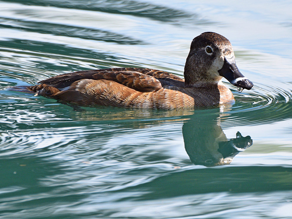 RingNeckDuck.jpg