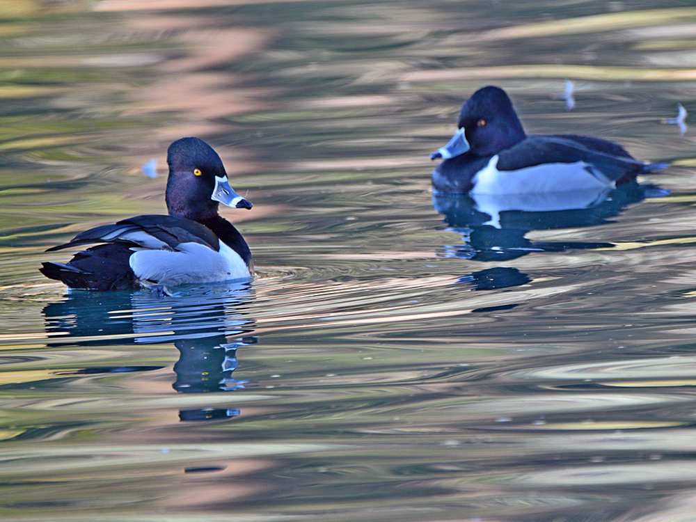 RingNeckDuck2.jpg