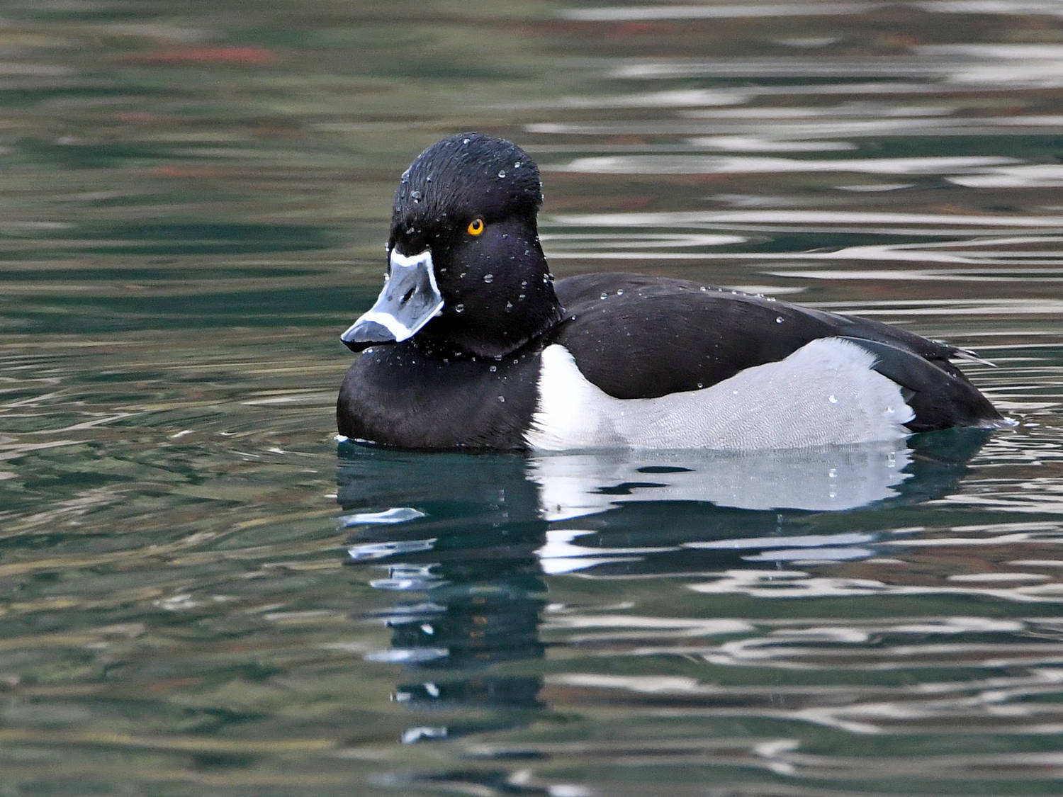 RingNeckDuck2.jpg