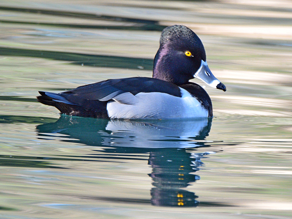 RingNeckDuck4.jpg