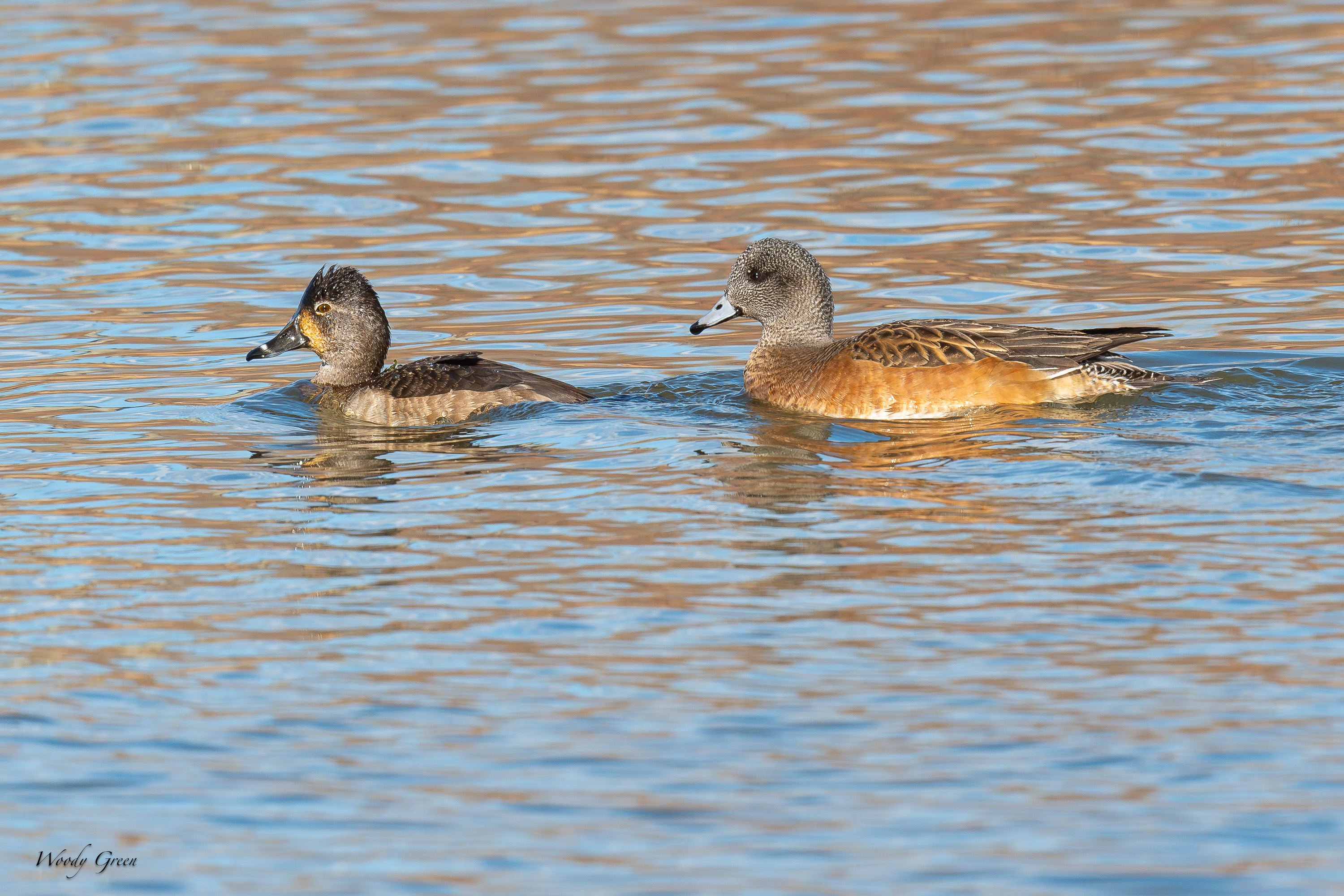RingWigeon-515.jpg
