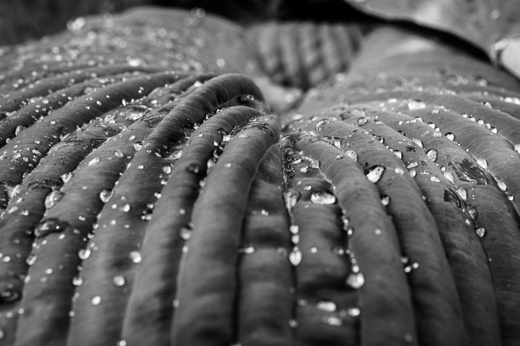 Ringwood Abstract 2 BW (1 of 1).jpg