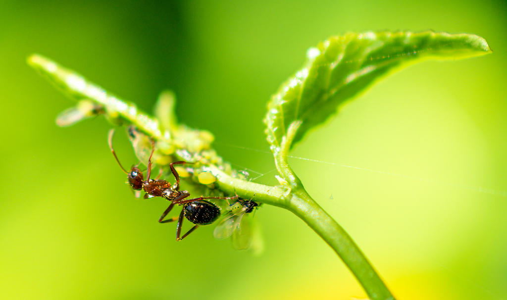 Ringwood Insect 2 (1 of 1).jpg