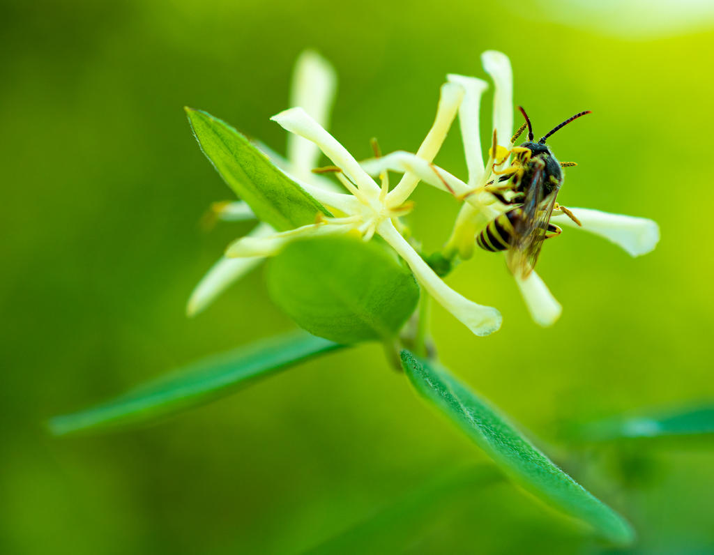 Ringwood Insect 3 (1 of 1).jpg