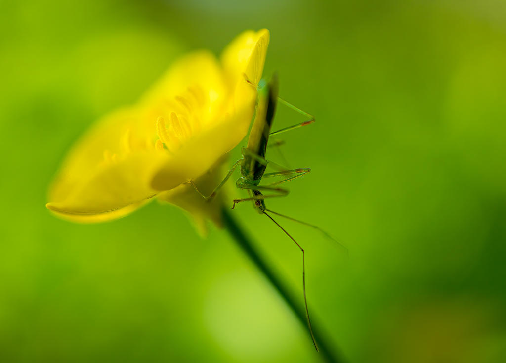 Ringwood Insect 4 (1 of 1).jpg