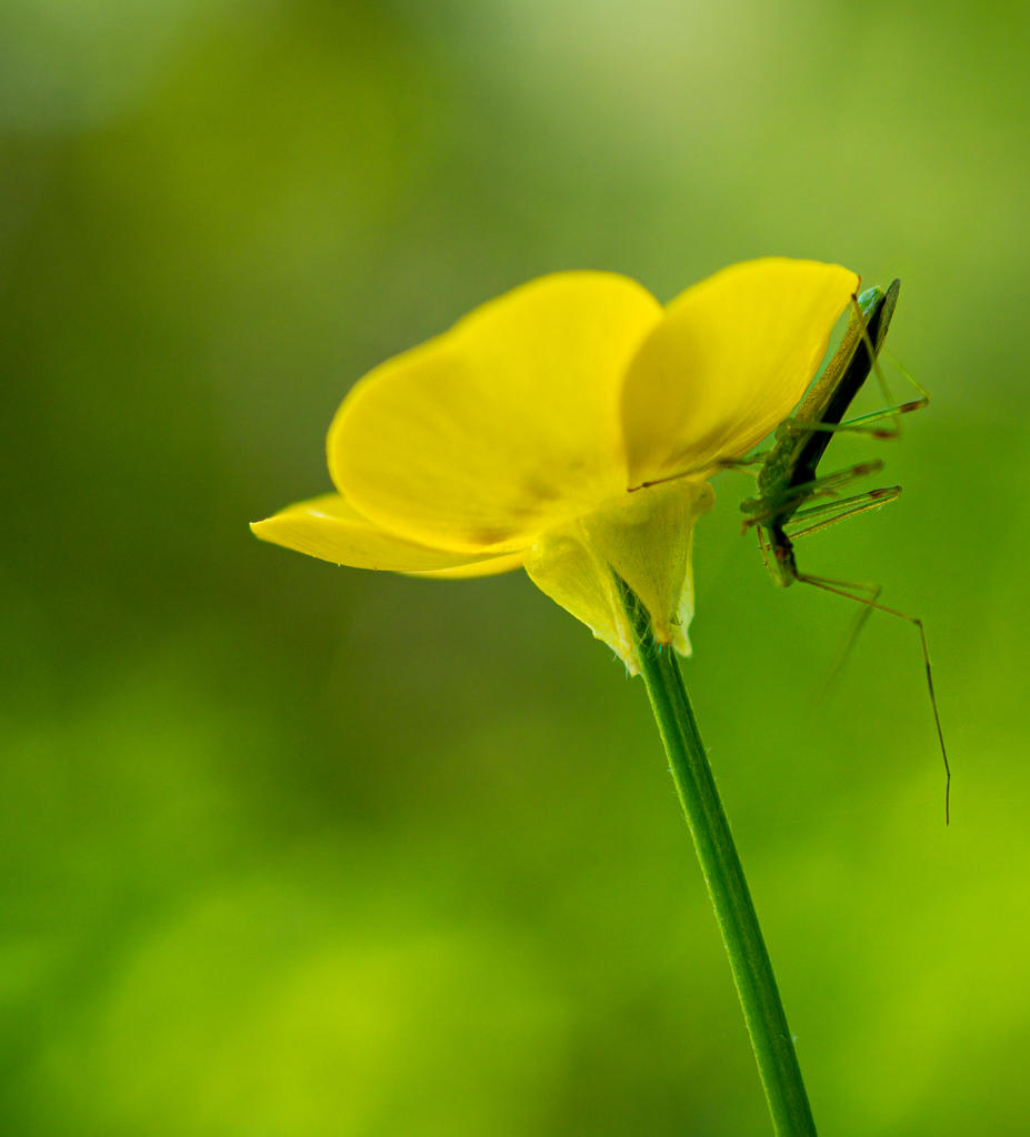 Ringwood Insect 5 (1 of 1).jpg