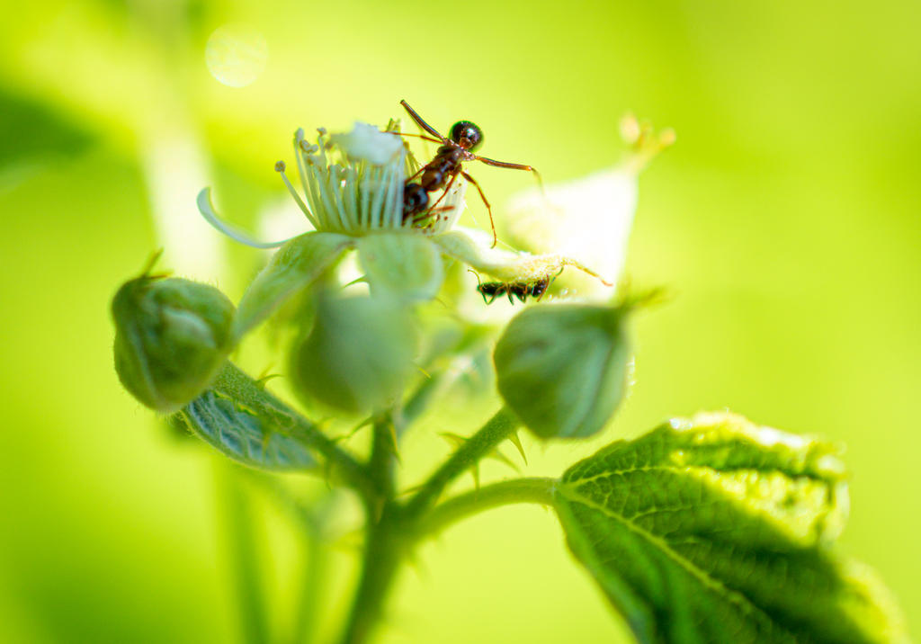 Ringwood Insect 7 (1 of 1).jpg