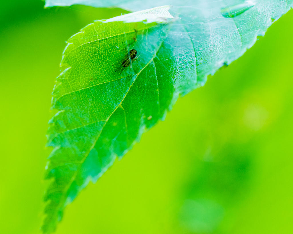 Ringwood Insect 8 (1 of 1).jpg