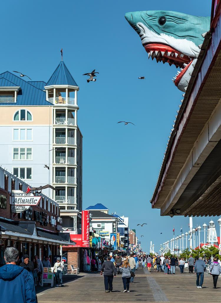 Ripley's Shark (1 of 1).jpg